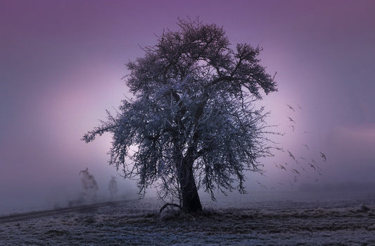 Rauhnacht Baum in der Abenddämmerung